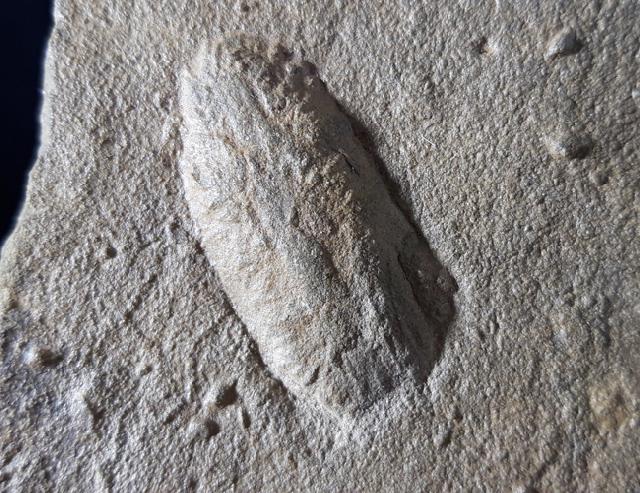 Rusophycus HALL 1852 (Ruhespur eines Trilobiten) - Bild © FossNet FossilienStore
